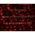 Rat Primary Brain Microvascular Endothelial Cells